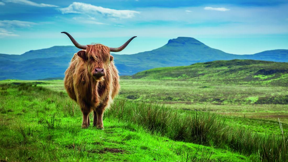 Natives on a Scottish farm - Tierkunde (nicht nur) für Schottlandfans