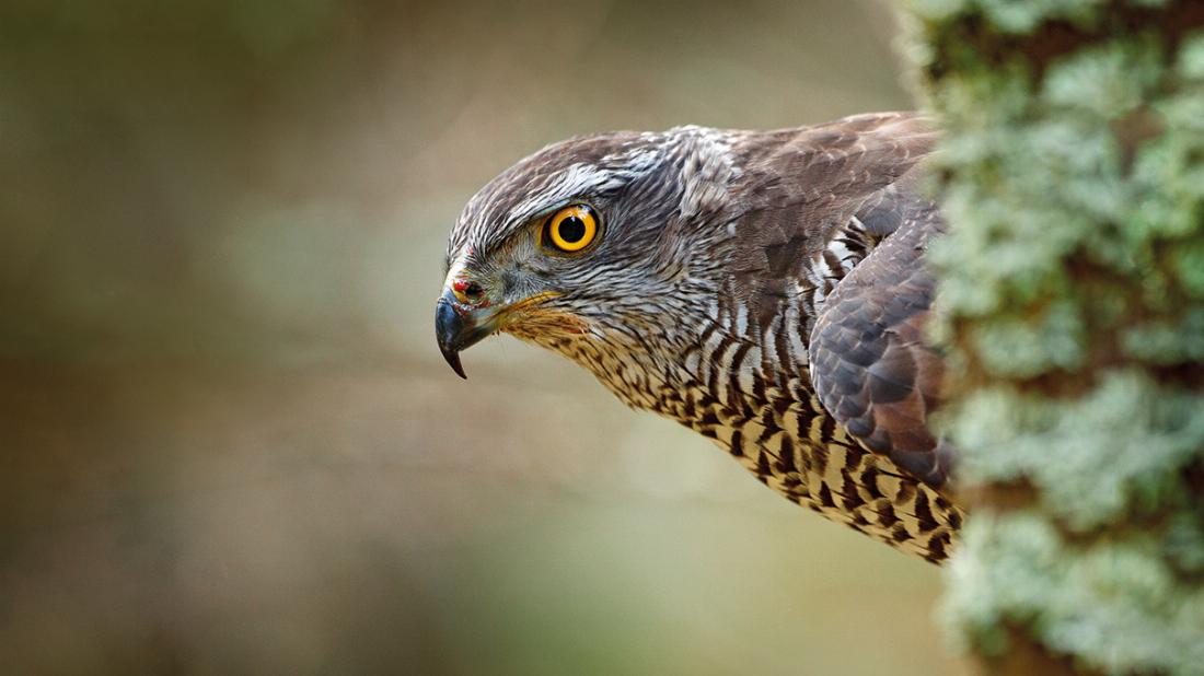 Ich hoerte sagte der vogel