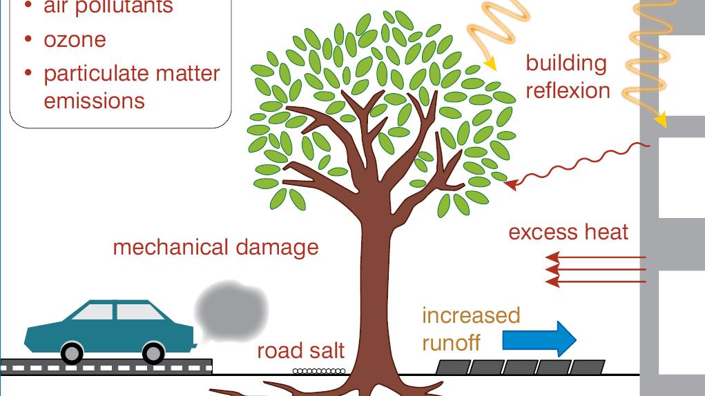 How Healthy Are Your Trees? - Daten zum Stadtklima und zur Baumgesundheit  erheben und auswerten